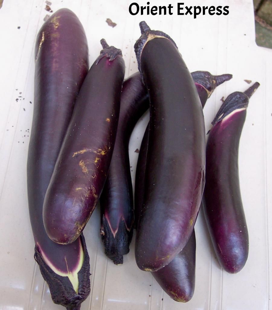 Orient Express photo OrientExpress2_zps2c2ca600.jpg